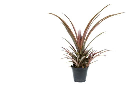 Green potted plant, trees in the cement pot isolated on white background.