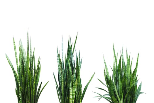 Green and fresh Aloe Vera plant isolated on a white background.