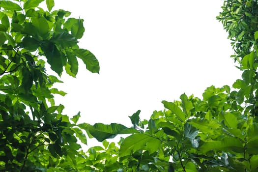 Green leaves border. Tree leaf frame isolated on white background with copy space for insert text.