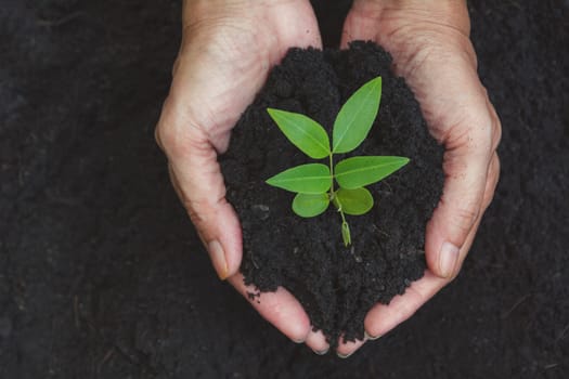 Human hands holding green small plant life concept. Ecology concept.