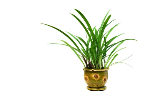 Green potted plant, trees in the cement pot isolated on white background.