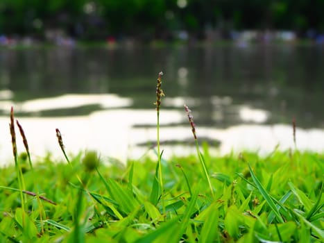 Close up green grass field with lake. Green field of grass background.