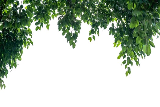 Green leaves border. Tree leaf frame isolated on white background with copy space for insert text.