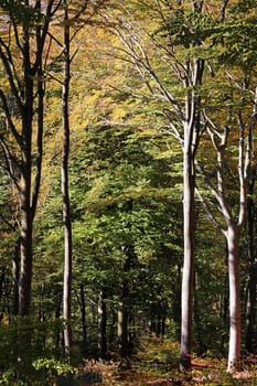 Autumn beech forest on the Heiligenberg in Heidelberg