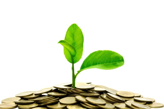 Saving money concept with money coin stack isolated on white background. financial and accounting concept.