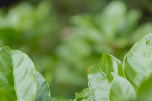 Close up of green leaf. Green fresh plants on nature background.