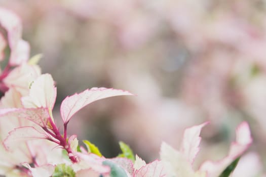 Macro of Sweet flower. Close up white flowers on nature background.