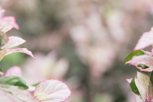 Macro of Sweet flower. Close up white flowers on nature background.