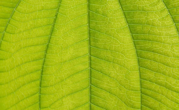 Green leaf macro. Green fresh plants close up for background