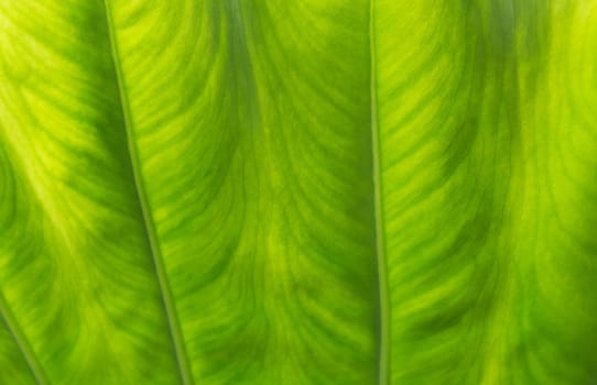 Green leaf macro. Green fresh plants close up for background