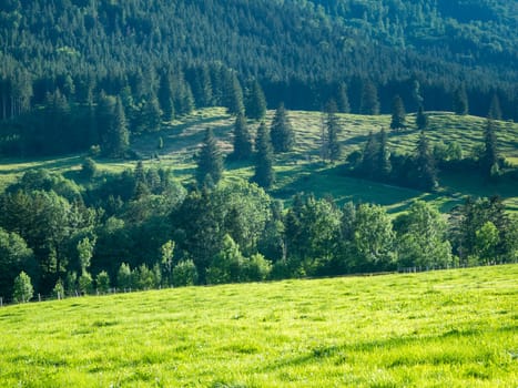 Summer landscape with cattle pasture in the foreground, behind a depression with single trees and dense coniferous forest in the background in Bavaria. Shadow cast by low sun.