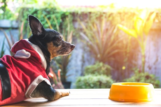 Cute small dog with bowl of dog food. Pets is feeding concept.