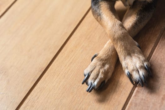 Leg of cute small dog sitting on wooden floor.