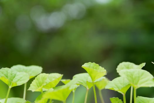 Close up of green leaf. Green fresh plants on nature background.