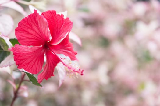Macro of Sweet flower. Close up white flowers on nature background.