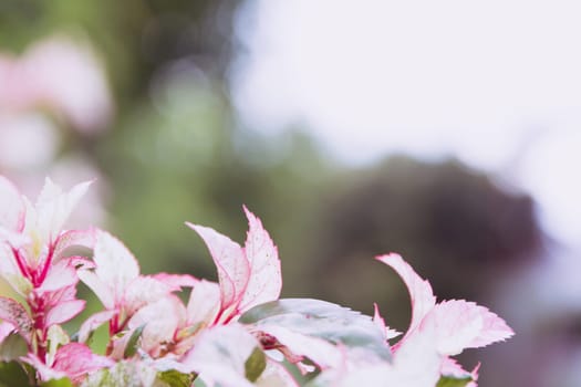 Macro of Sweet flower. Close up white flowers on nature background.