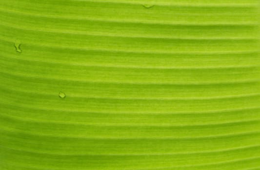 Green leaf macro, green fresh plants close up for background