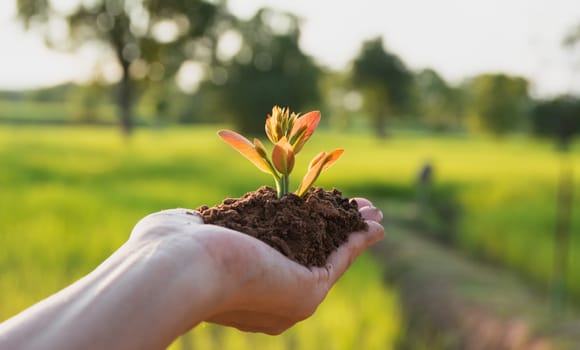 Human hands holding green small plant life and ecology concept.