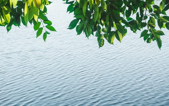 green leaves with river background and copy space for insert text.