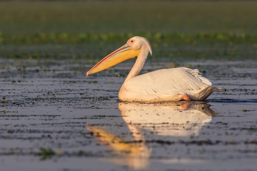 white pelican (pelecanus onocrotalus) in Danube Delta, Romania