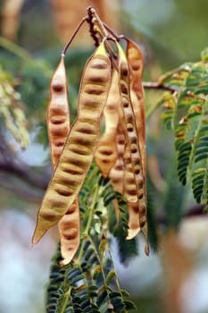 Legumes Sleeping tree Silk tree Silk acacia Albizia julibrissin