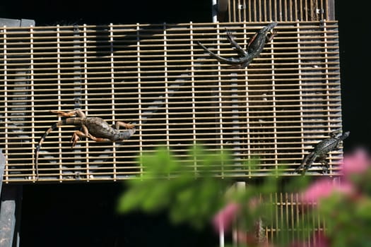 Elevated view of group of iguana resting under sun by riverside in Florida, USA