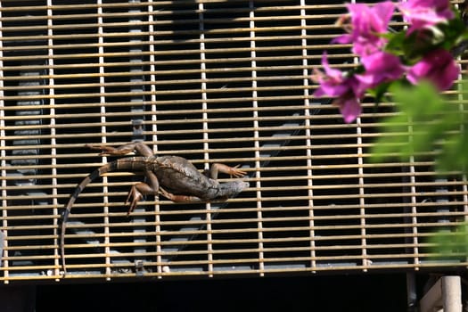 Elevated view of iguana resting under sun by riverside in Florida, USA