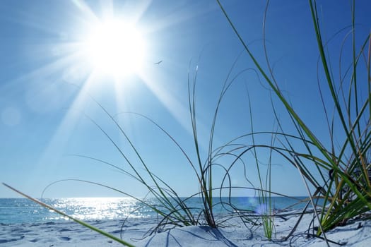 Close up white sand beach and green bushes over sunny blue sky and sea in Sarasota, Florida, USA