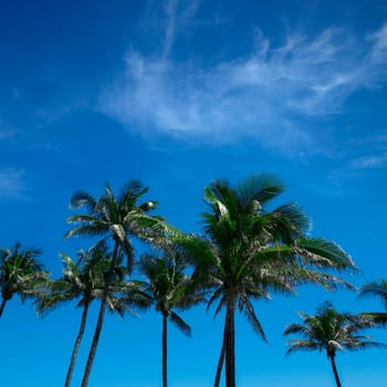 Group of close up tall palm trees in a row over clear blue sky in Deerfield beach, Florida, USA
