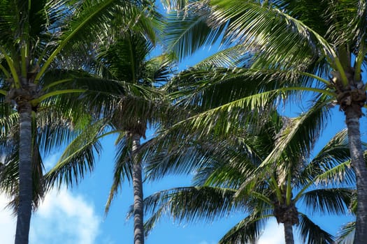 Group of close up tall coconut palm trees over sunny blue sky in Deerfield beach, Florida, USA