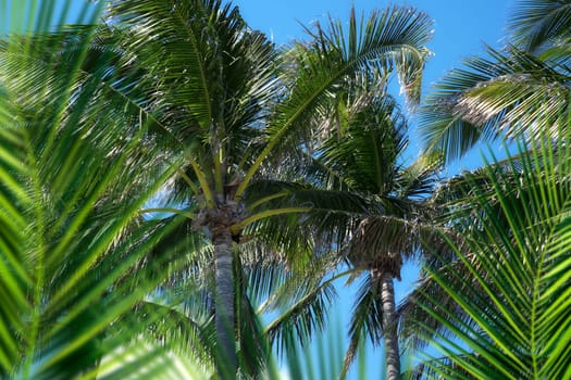 Group of close up tall coconut palm trees over sunny blue sky in Deerfield beach, Florida, USA