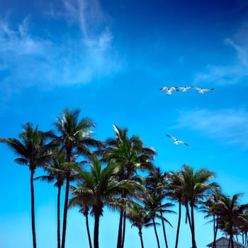 Group of tall palm trees and group of flying seagull over clear blue sky in Deerfield beach, Florida, USA