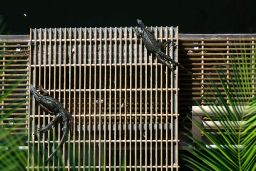 Elevated view of iguana resting under sun by riverside in Florida, USA
