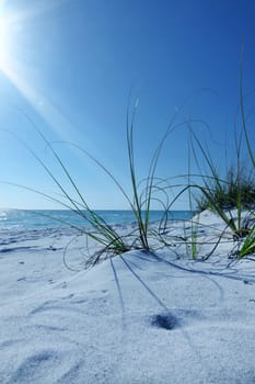 Close up white sand beach and green bushes over sunny blue sky and sea in Sarasota, Florida, USA