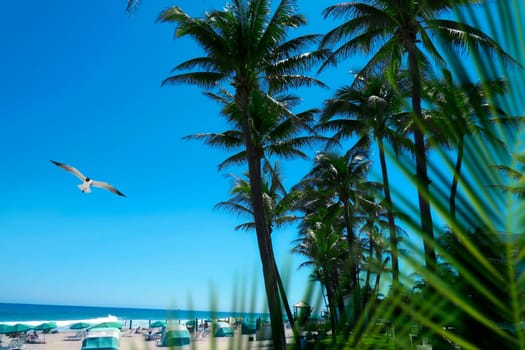 Group of tall palm trees and flying seagull by sandy beach over clear blue sky in Deerfield beach, Florida, USA