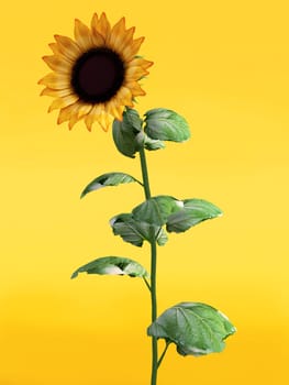 3D rendering of a pretty sunflower on an orange colored background.