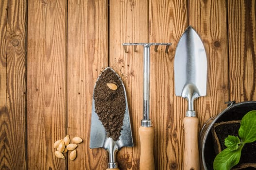Still-life with sprouts and the garden tool, the top view