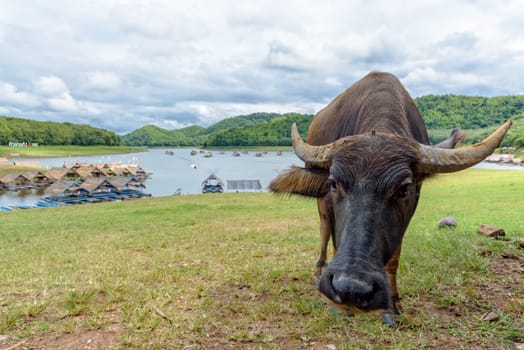 Buffalo stands on a grassy hill at Huai Krathing Reservoir is a tourist attraction of Loei province, Thailand