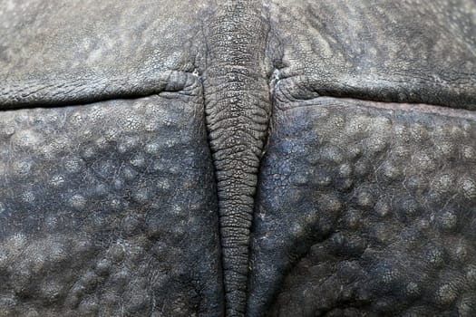 Back rhinoceros Rhinoceros unicornis