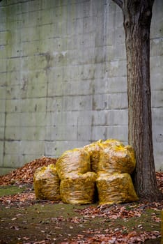 Full Trash Bags of Dead leafs on the street of Yokohama, Japan. In the winter and fall seasons, Japanese people are busy collecting and cleaning up leafs from trees.