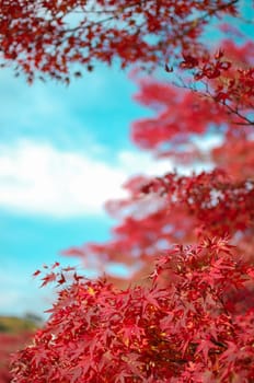 Red Leaf ''Momiji''. Fall is very colorful season of Japan. Fall Season of Kyoto is very good timing to see Japan.