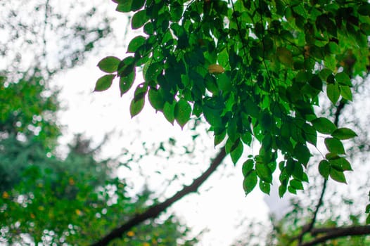 Plant on the sky is taken around Tokyo, Japan. It was pictured in the fall season.