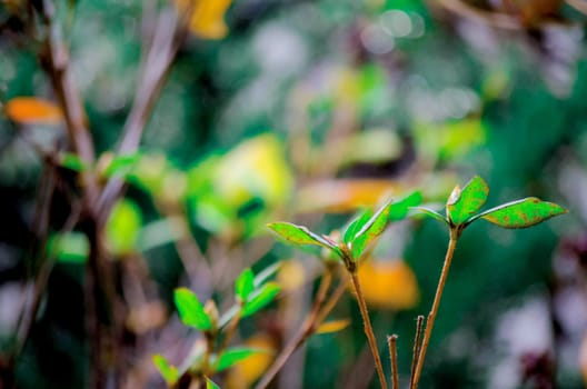 Plant on the earth is taken around Tokyo, Japan. It was pictured in the summer season.