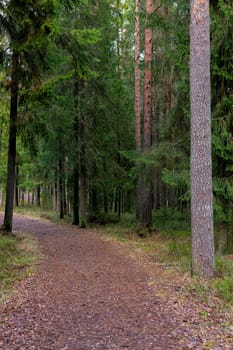 Path in Woods with spruce and pine trees.
