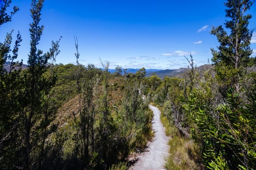 Donaghys Hill walk in Franklin-Gordon Wild Rivers National Park on a hot summer's day in Tasmania, Australia