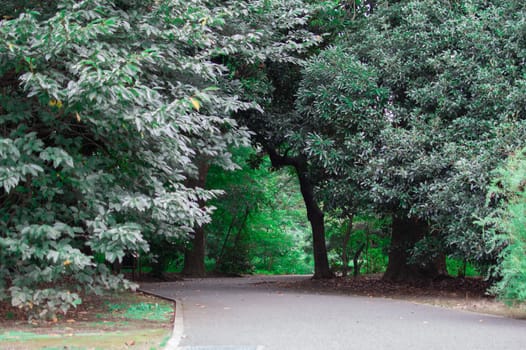 Japanese Park. Summer is very green season of Japan. Summer Season of Kyoto is very good timing to see Japan.