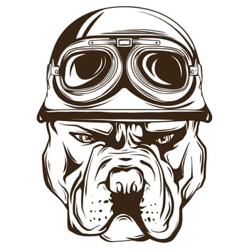 Vector face of bulldog biker with helmet. Motorcycle rider illustration. Shirt graphics. Isolated on white background.