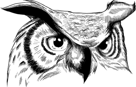 Owl vector illustration on white background.