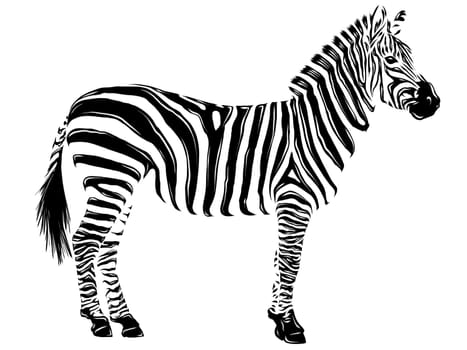 illustration animal zebra white background