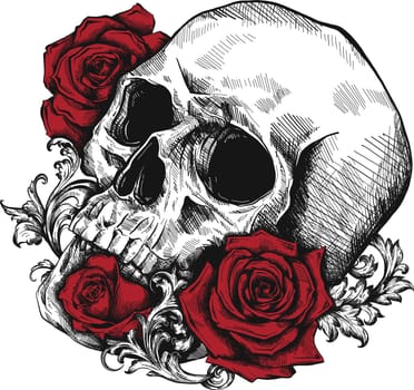 A human skull with two roses on white background